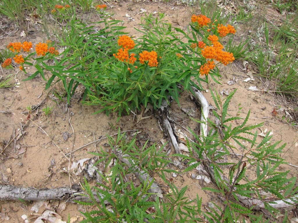 Butterfly Weed