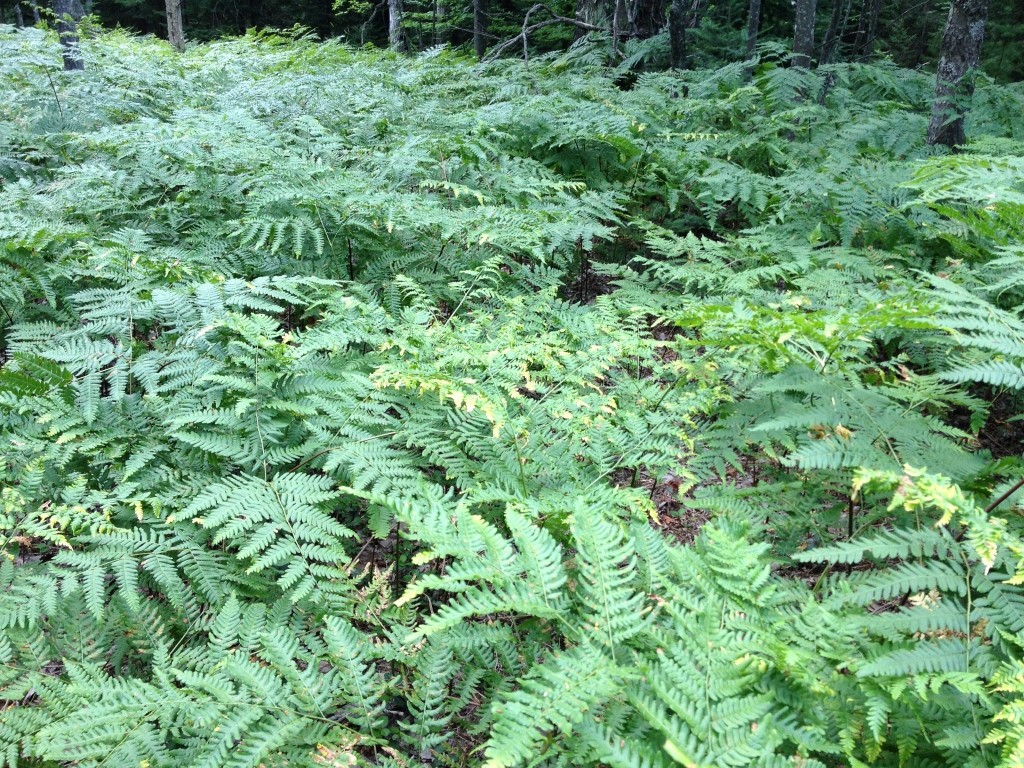 Bracken Ferns