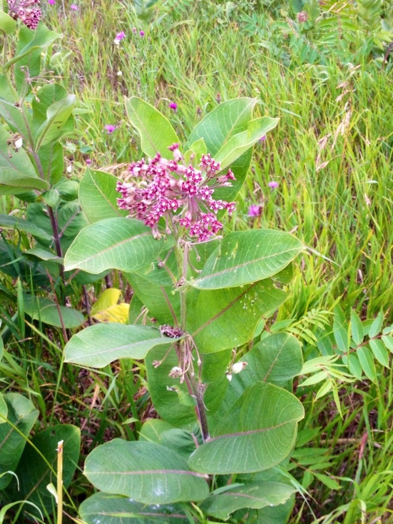 Milkweed, but absent the monarchs this year
