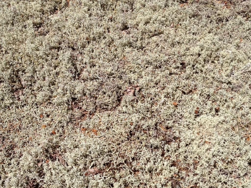 Reindeer Lichen crunching underfoot