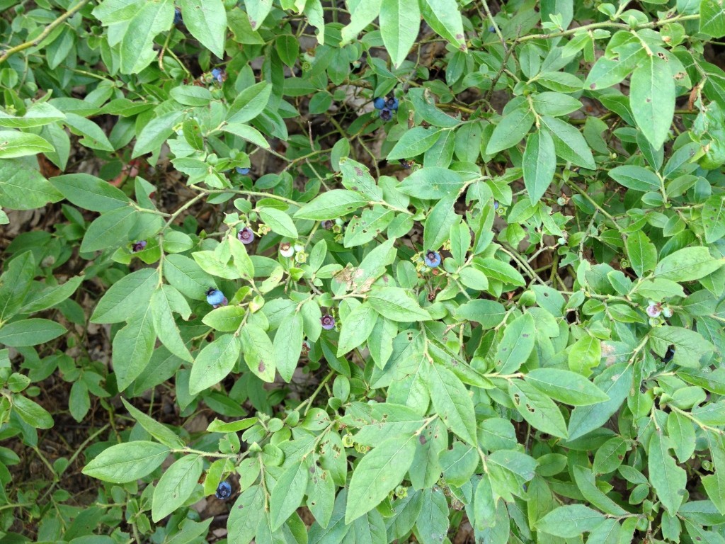 Wild Blueberries collected for blueberry pancakes while camping