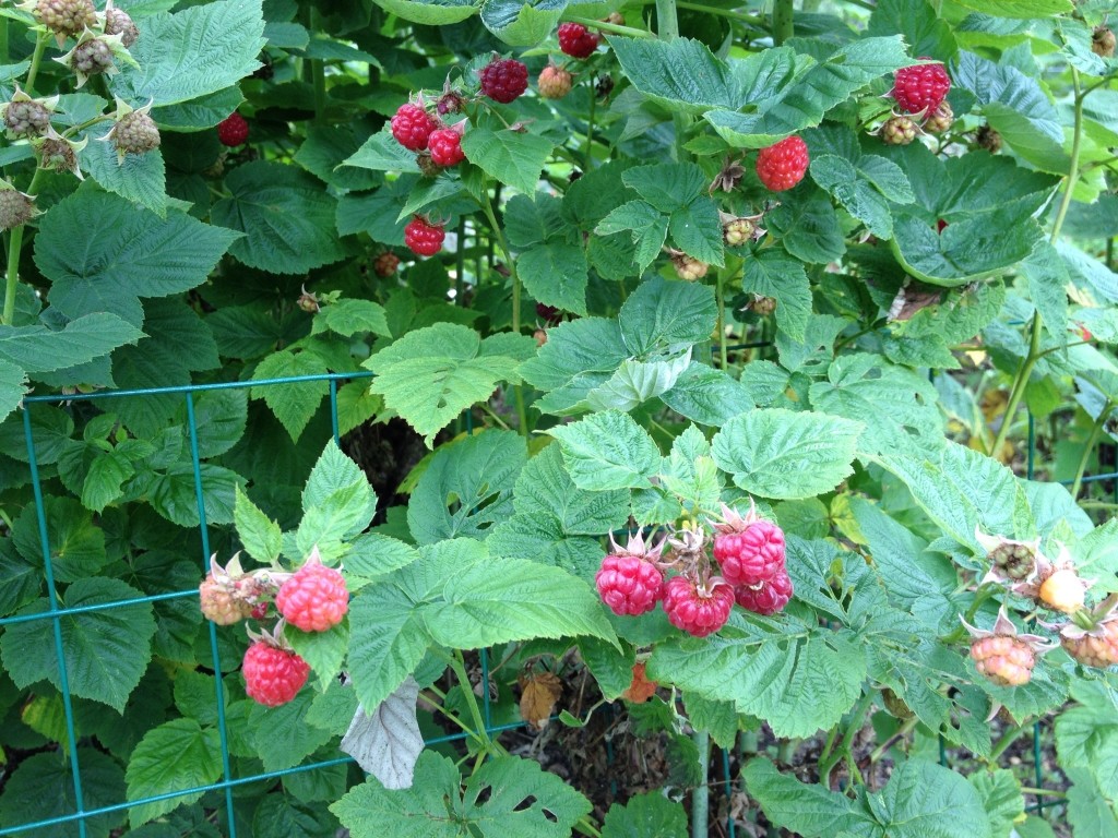Abundant raspberries grown in gardens and in the wild