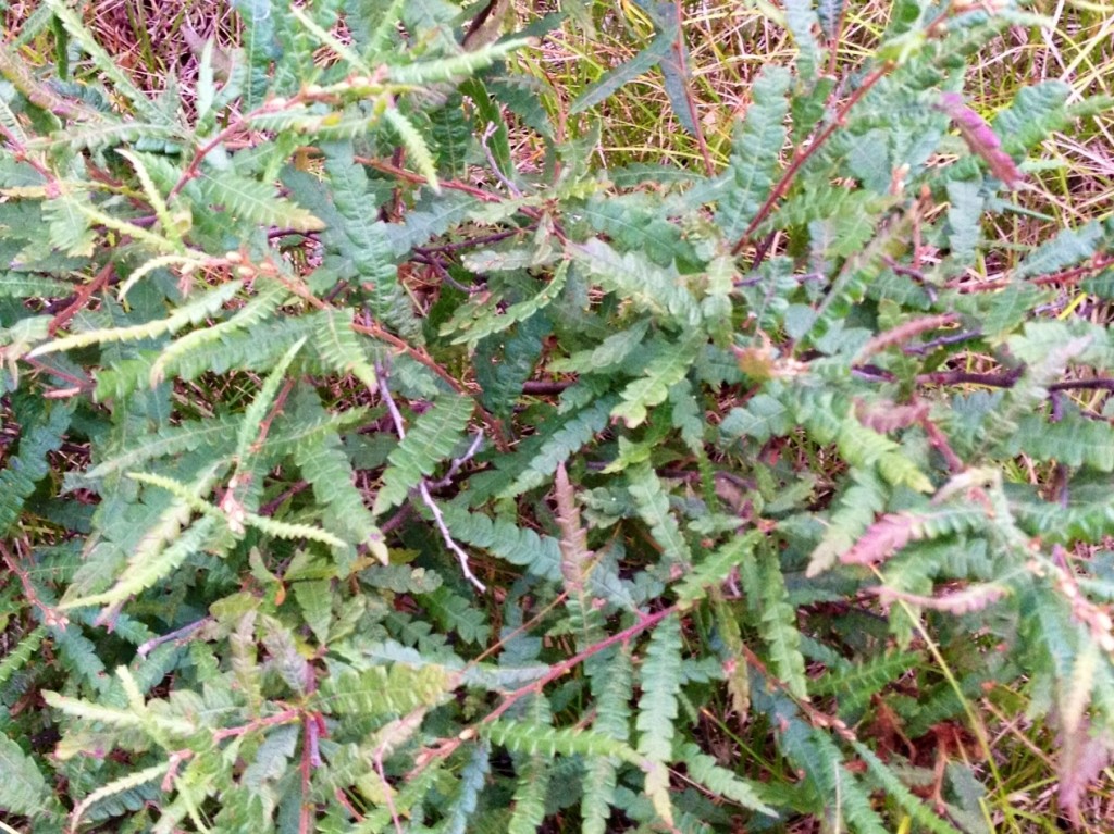 The smell of Sweet Ferns