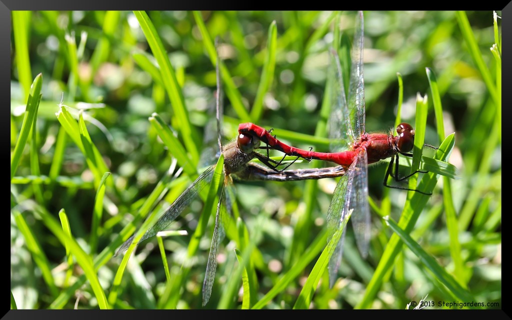 Meadowhawk Dragonflies