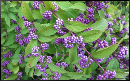 Callicarpa