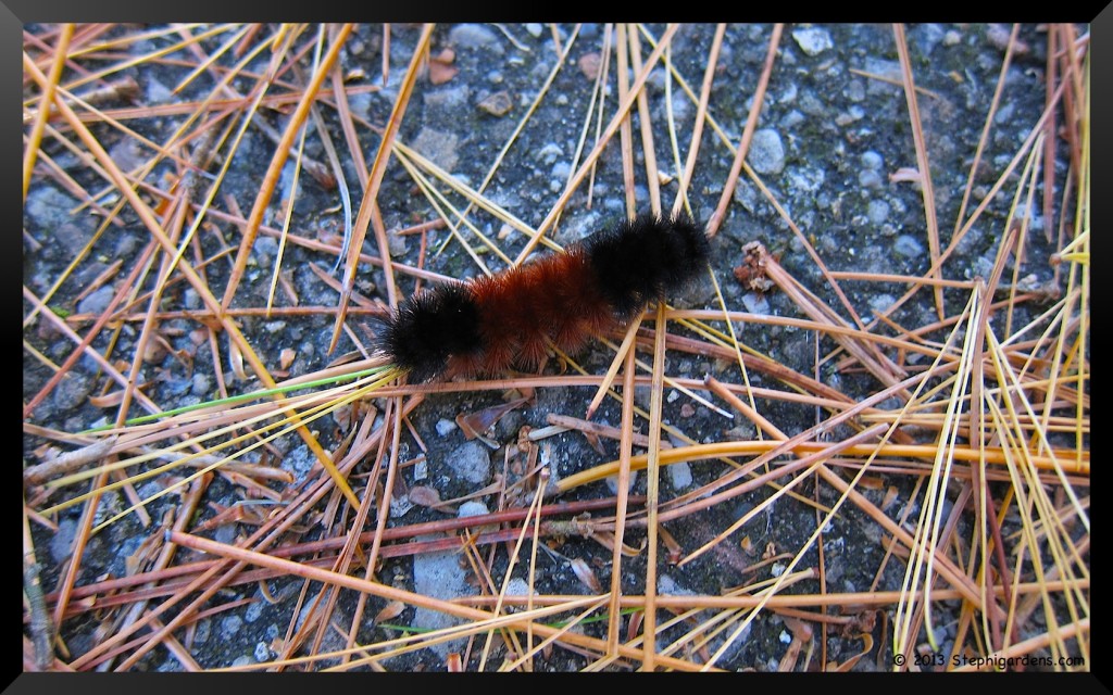 Wooly Bear