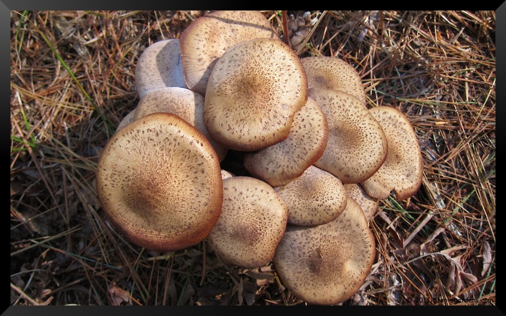 mushrooms