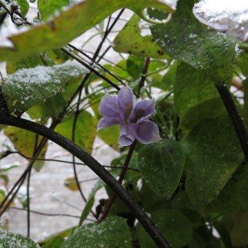 clematis