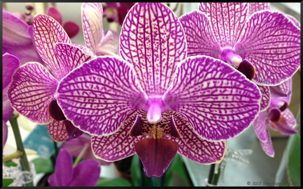 Orchid