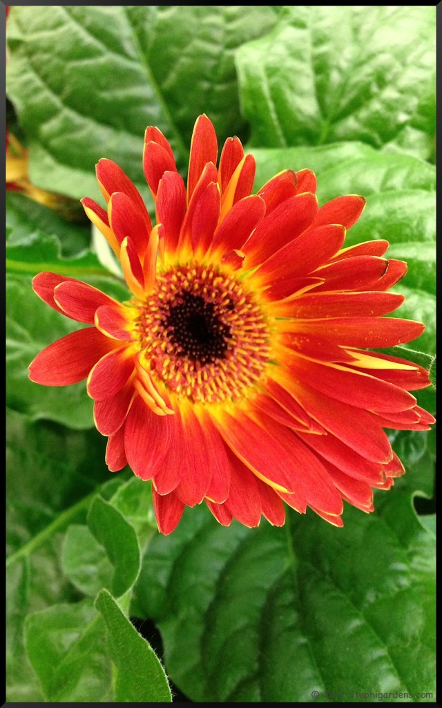 Gerbera Daisy