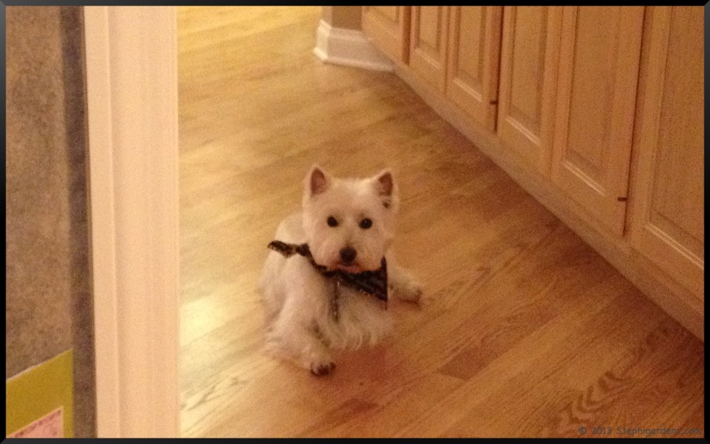 Westie