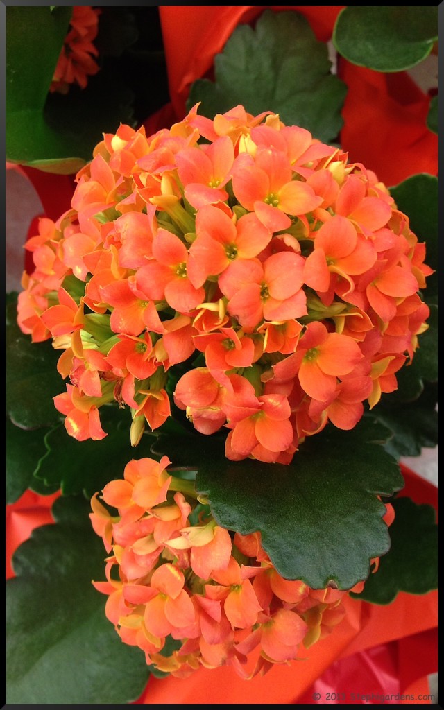 kolanchoe