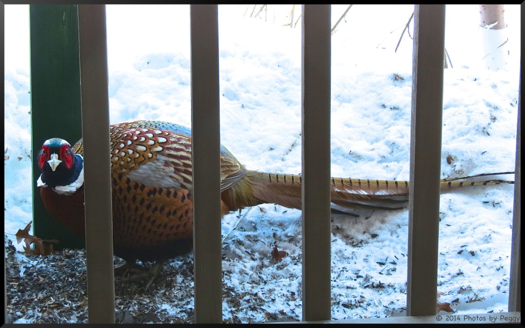 Ring-Necked Pheasant