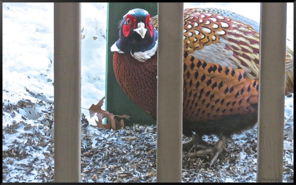 Ring-Necked Pheasant