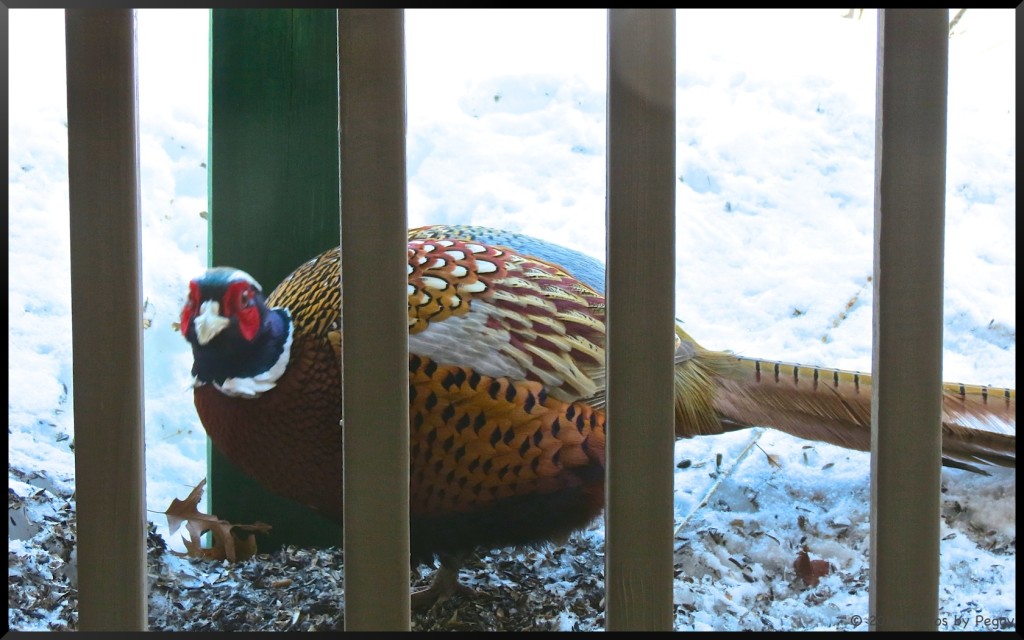 Ring-Necked Pheasant