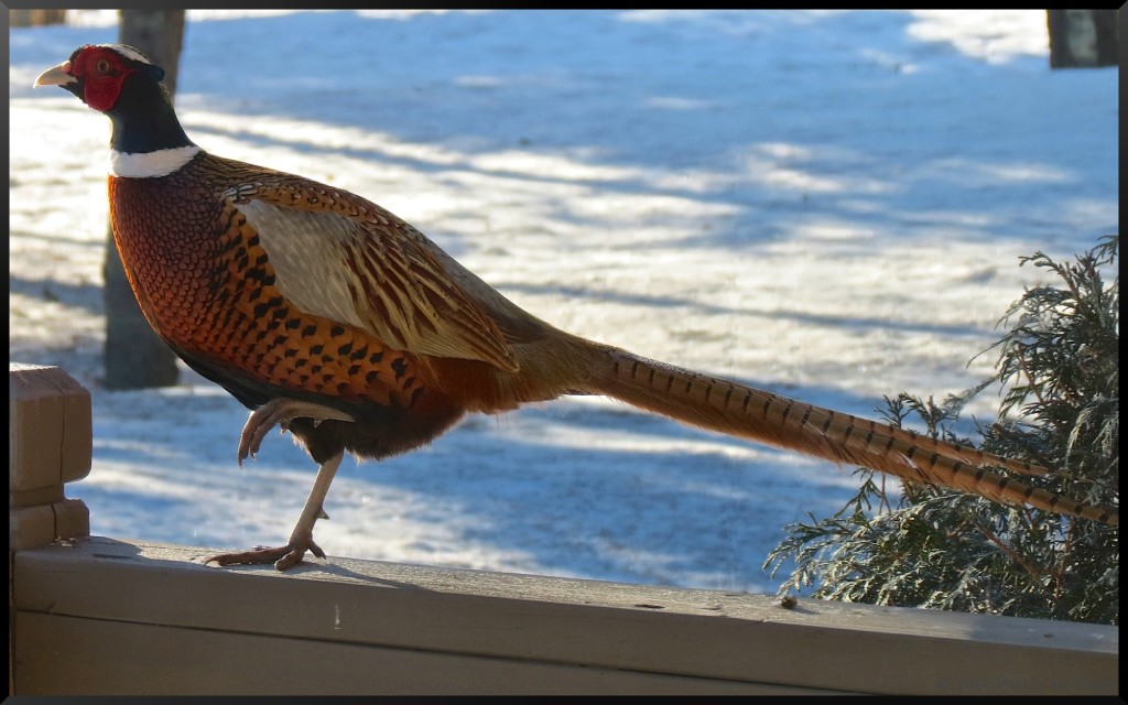 Ring-Necked Pheasant