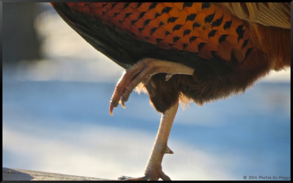 Ring-Necked Pheasant