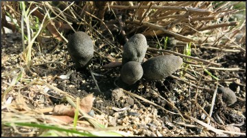 Xylaria polymorpha Dead man's fingers