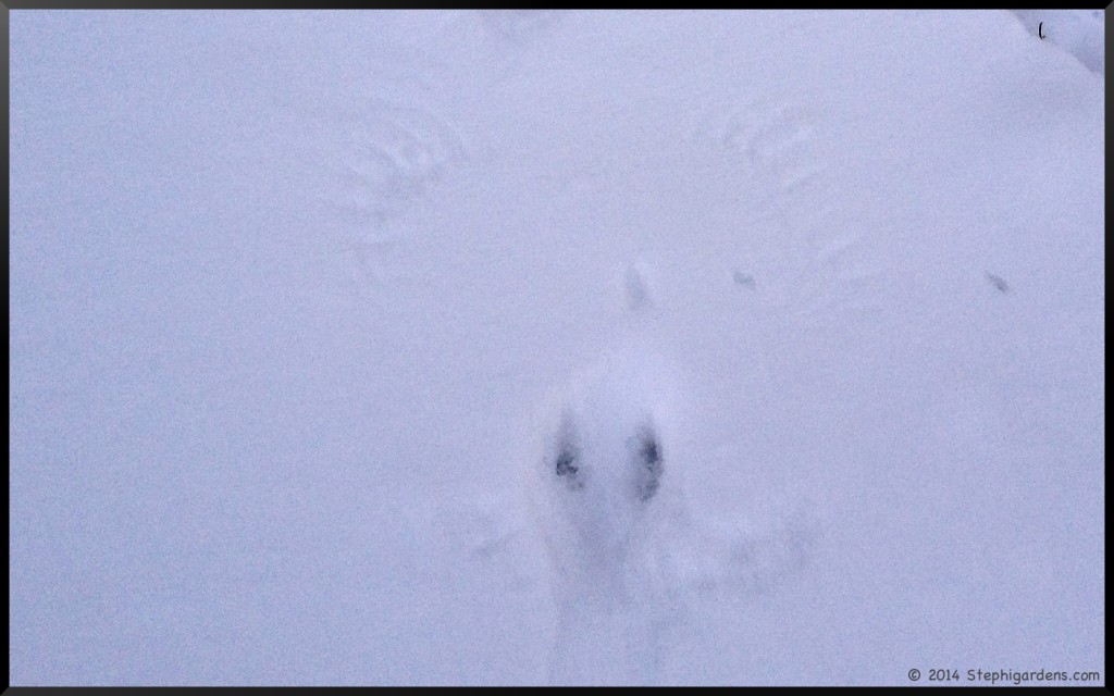 bird wings in snow