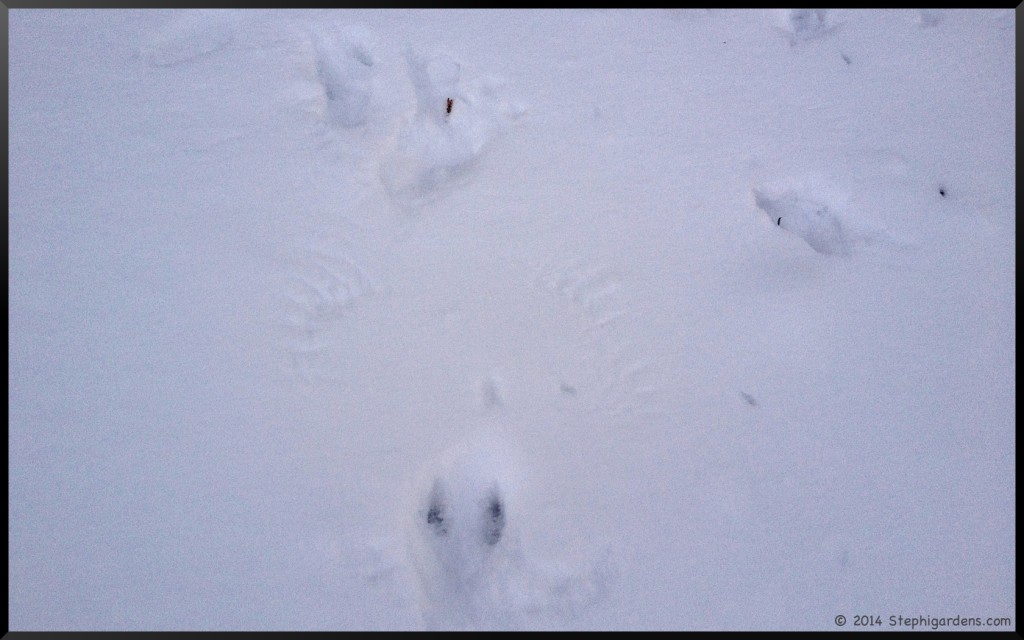 bird wings in snow