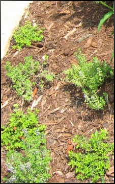 problems with red creeping thyme ground cover