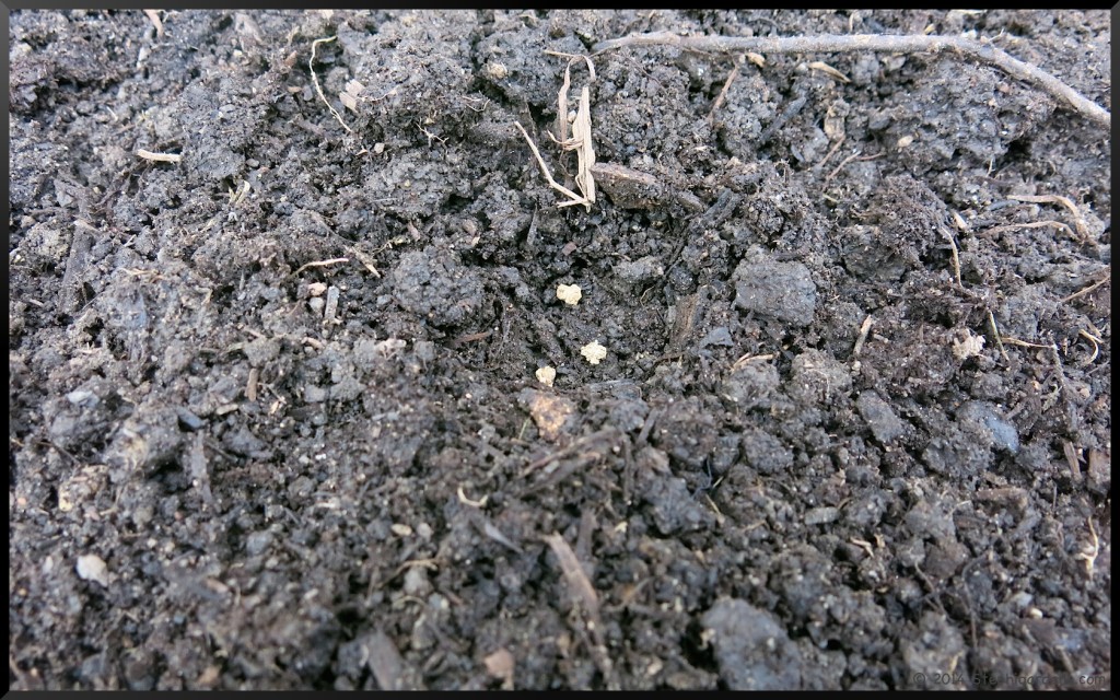 Raised Bed Gardening