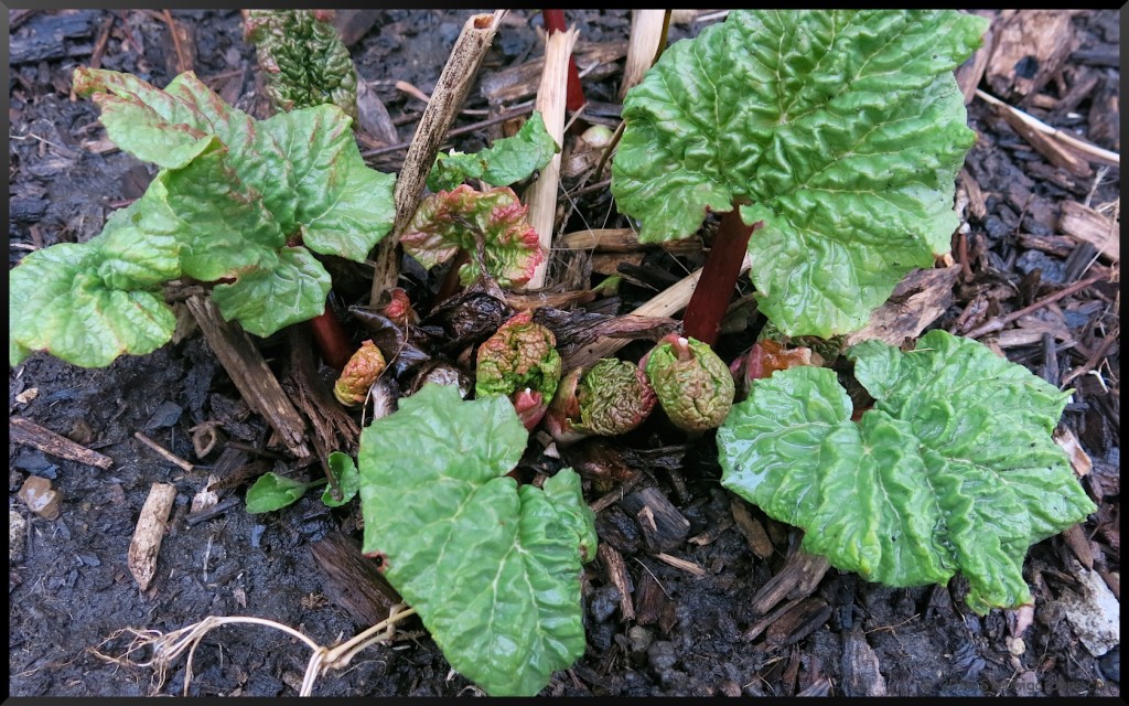 Rhubarb