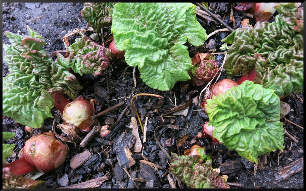 Rhubarb