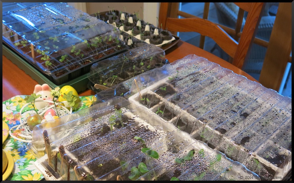 Seedlings