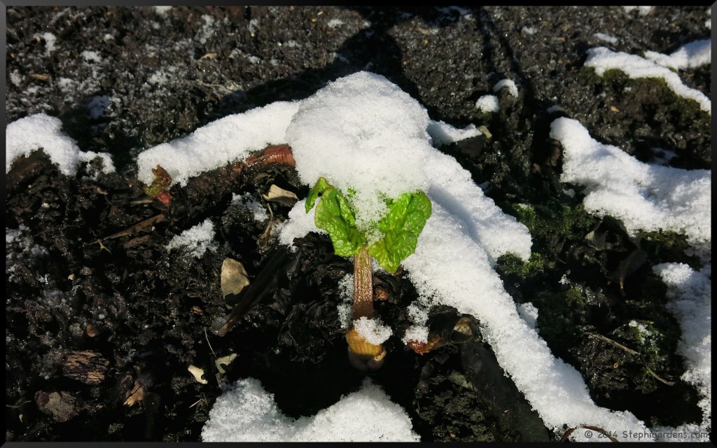 Rhubarb