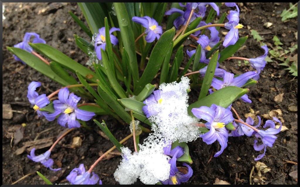 Chionodoxa (Glory of the Snow)