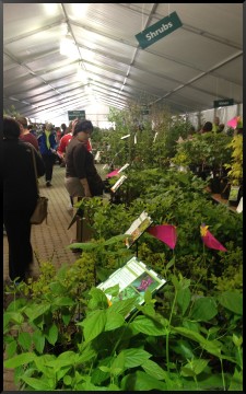 Morton Arboretum Plant Sale