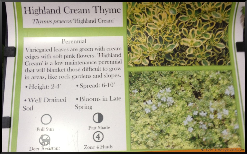 Creeping Thyme