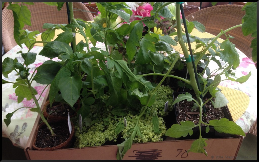 Morton Arboretum Plant Sale