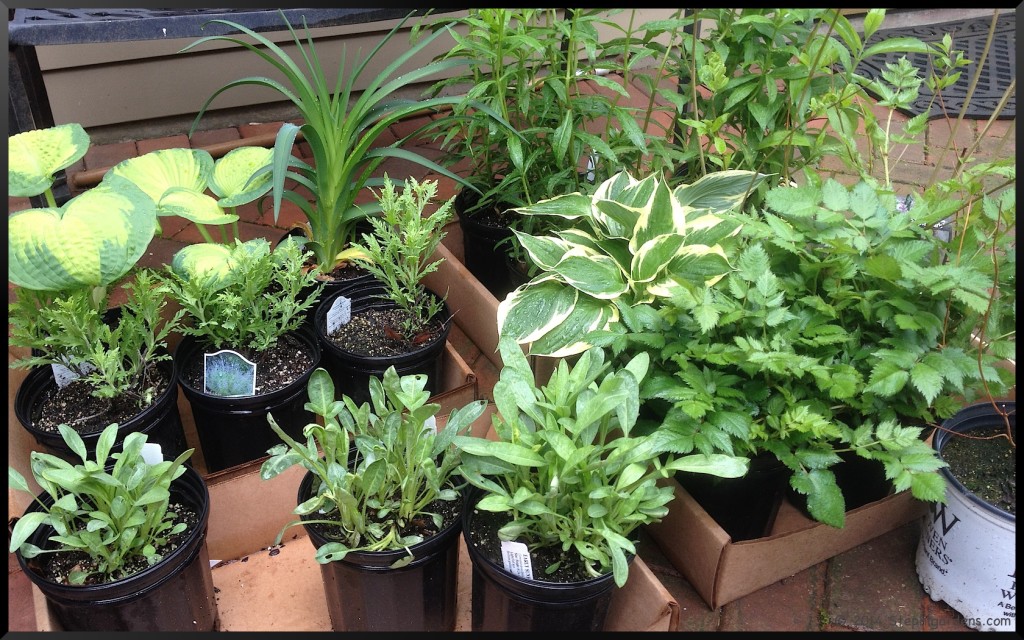 Peek-a-Blue Russian Sage, Flutterby Petite Tutti Fruitti Pink Butterfly Bush, Jeana Garden Phlox, Primal Scream Daylily, Little Vision in Pink Astilbe, Hosta Independence, Early Sunrise Tickseed