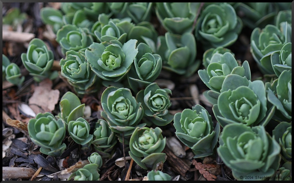 Sedum "Autumn Joy"