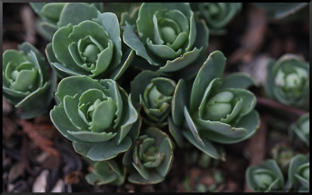 Sedum "Autumn Joy"