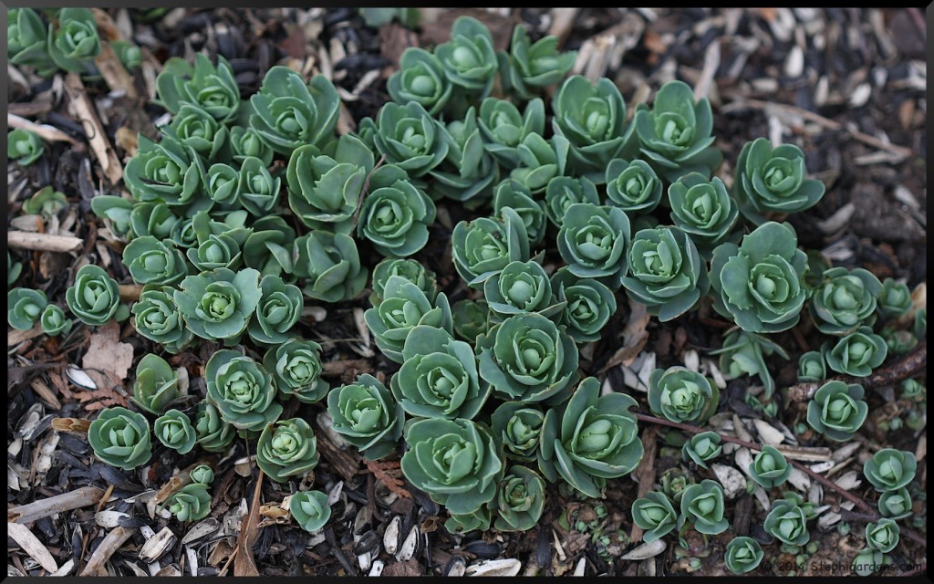 Sedum "Autumn Joy"