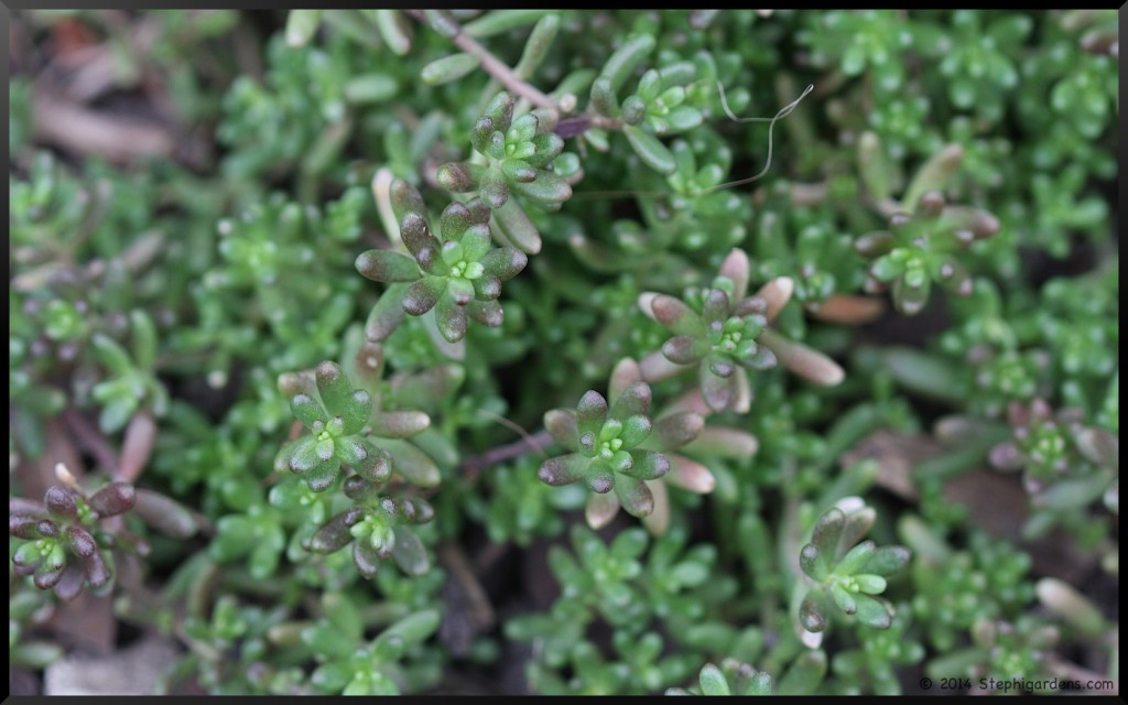 Sedum album 'Coral Carpet'