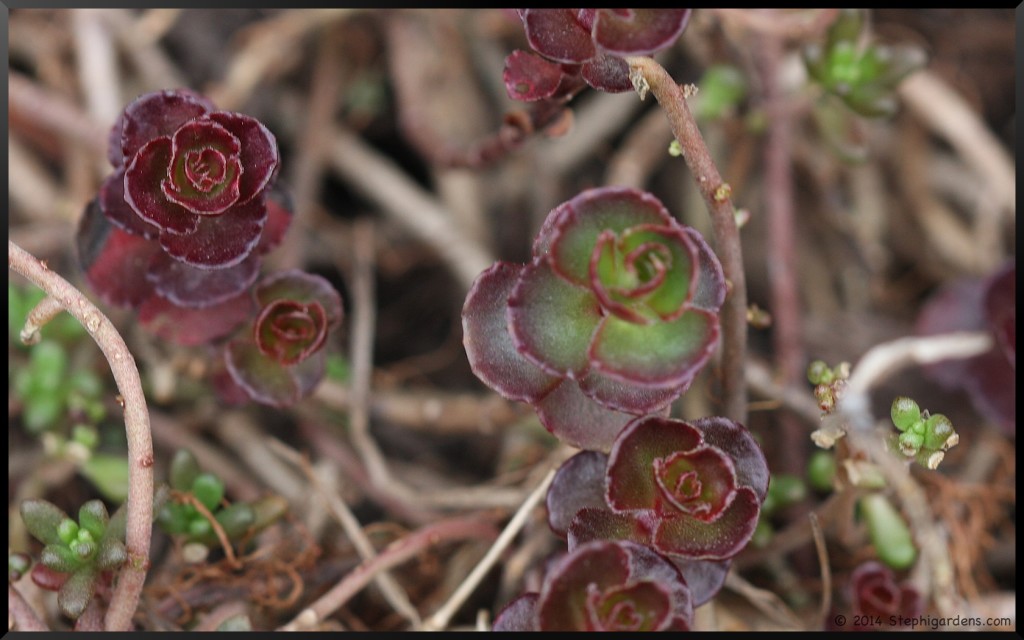 SEDUM spurium 'Blaze'
