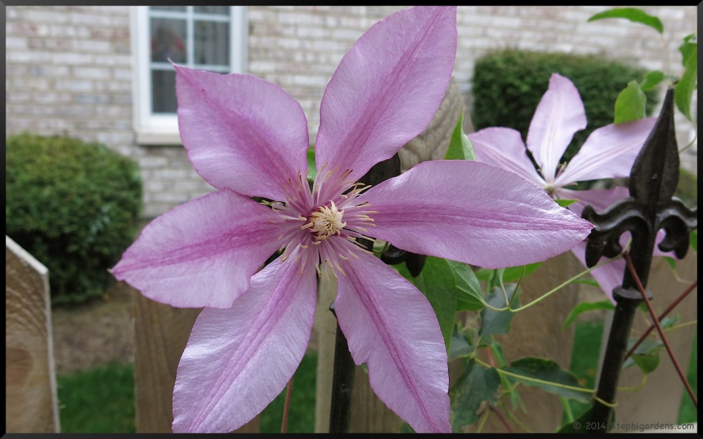 Clematis "Sugar Candy"