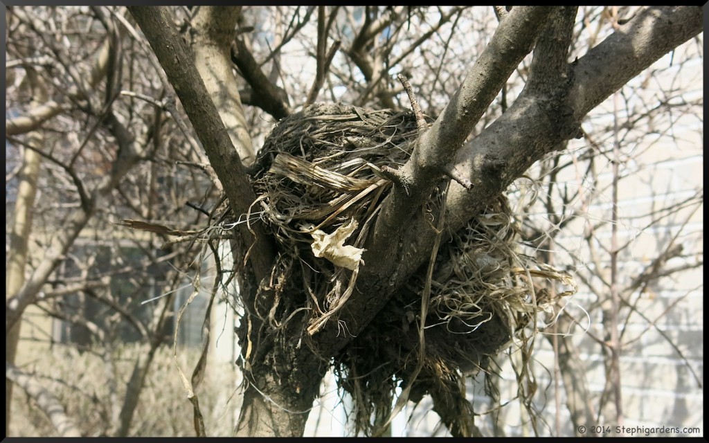 robins nest