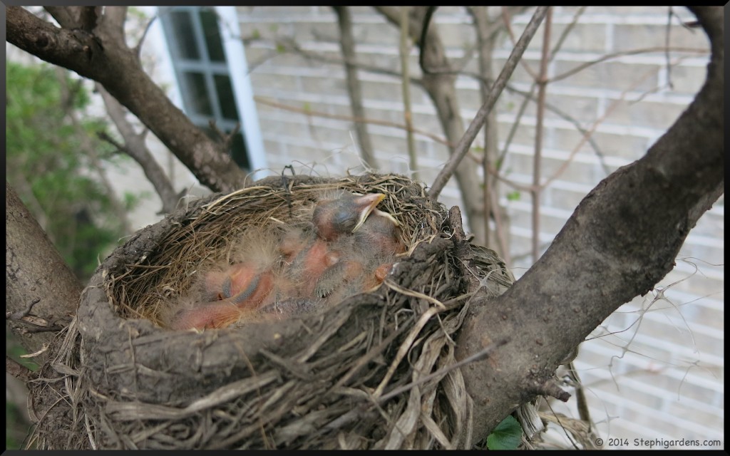 robins nest