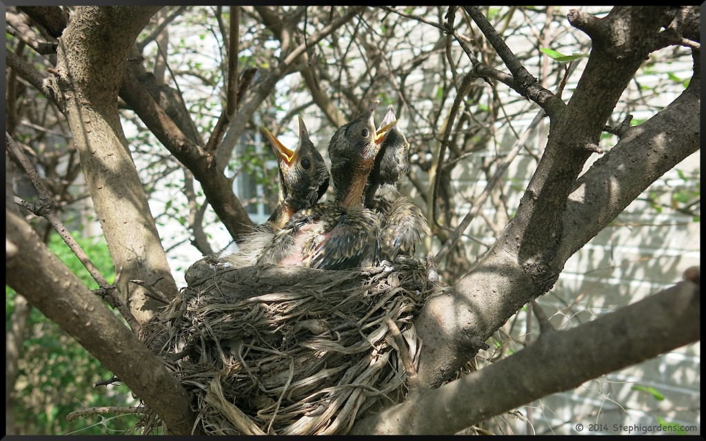 robins nest