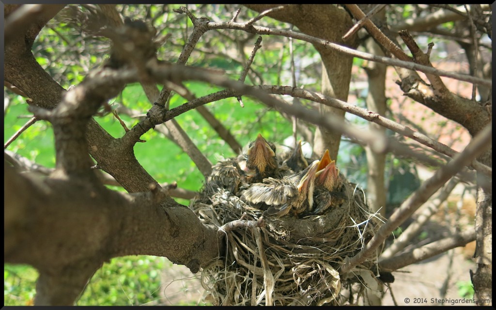 robins nest