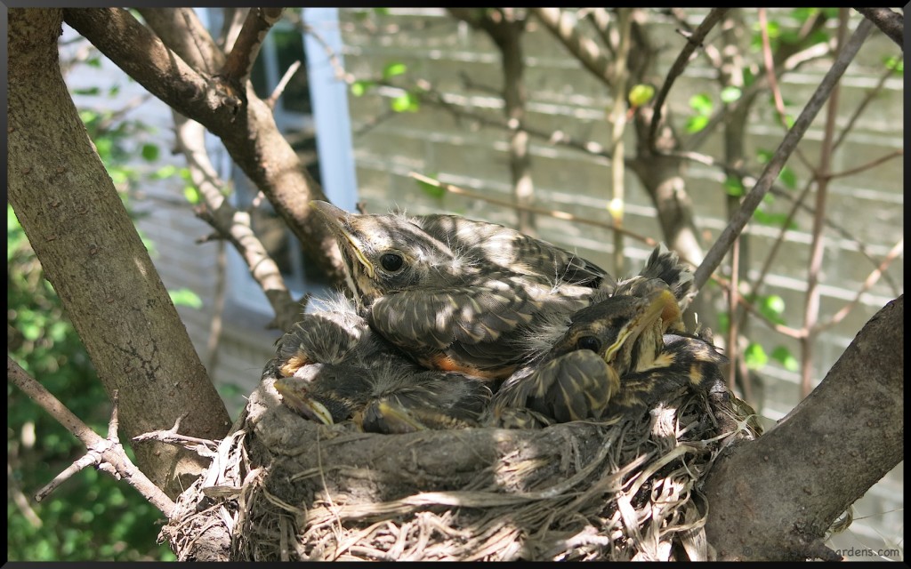 robins nest
