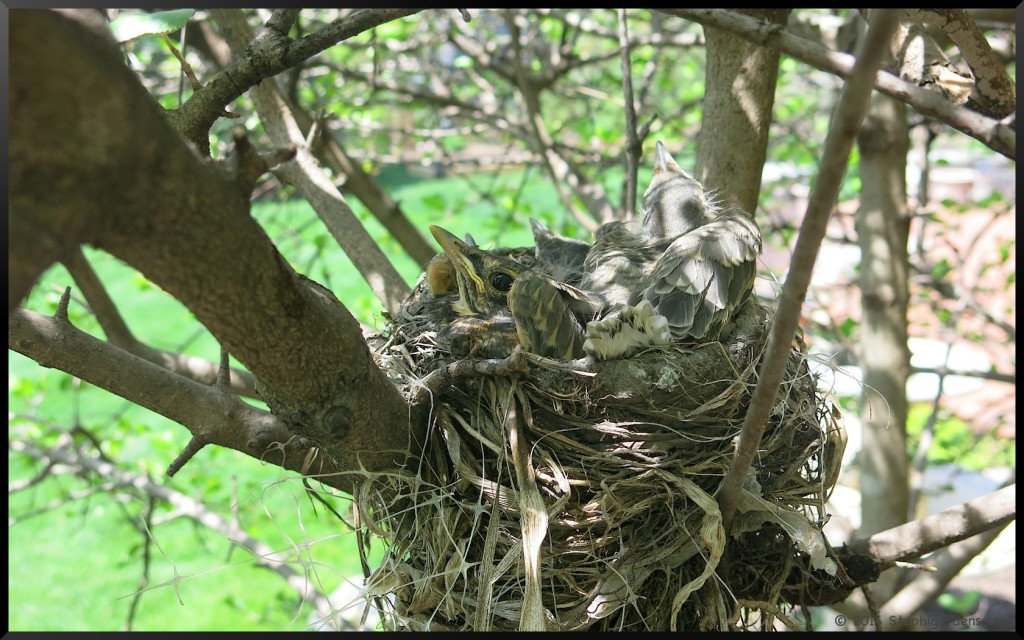 robins nest
