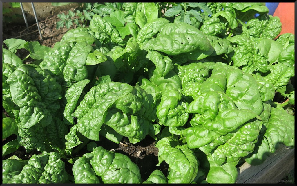 garden spinach