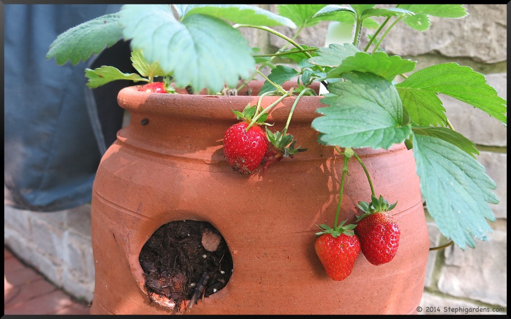 garden strawberry
