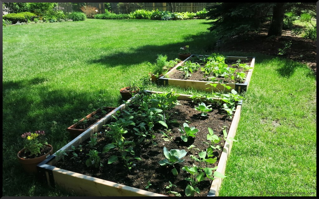 Raised bed garden